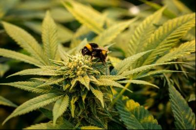 Levantamento do Correio mostra que DF lidera o uso de cannabis medicinal